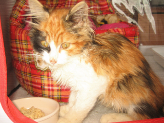 Illustration de l'article : Un garçon de 6 ans sauve la vie d’une chatonne enfermée dans un égout depuis plusieurs jours