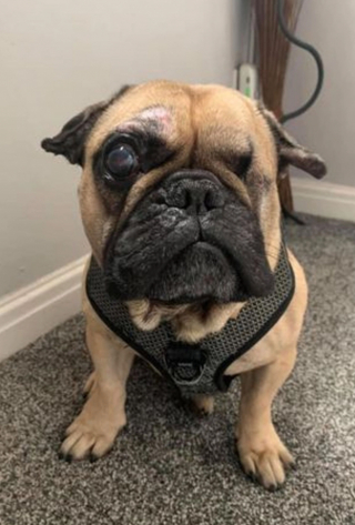 Illustration de l'article : Maltraité pendant des années, ce chien est devenu aveugle et quasiment sourd. Il redécouvre aujourd’hui le sens du mot bonheur.