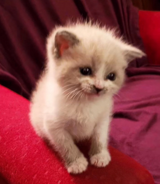 Illustration de l'article : Pendant une séance photo, ce chaton est si joyeux qu’il arbore un sourire communicatif