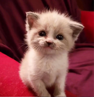 Illustration de l'article : Pendant une séance photo, ce chaton est si joyeux qu’il arbore un sourire communicatif