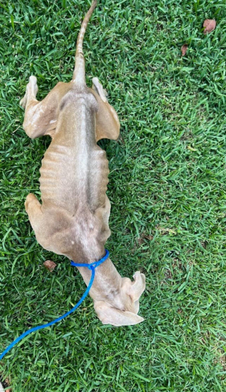 Illustration de l'article : Esther, un chienne maltraitée et abandonnée dans une voiture, se bat pour sa vie