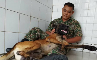 Illustration de l'article : Ce militaire a été la seule personne capable d’apprivoiser Loki, un Berger Belge Malinois jugé agressif