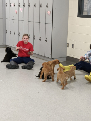 Illustration de l'article : Des étudiants vétérinaires ont permis le sauvetage d’une cinquantaine de chiots, destinés à une fin tragique