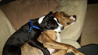 Illustration de l'article : Un policier intervient dans un refuge pour un contrôle et tombe amoureux d’un chiot sur place