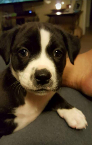 Illustration de l'article : Un policier intervient dans un refuge pour un contrôle et tombe amoureux d’un chiot sur place