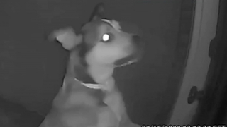 Illustration de l'article : En vacances loin de chez eux, ils apprennent que leur chien s'est échappé de la pension pour rentrer à la maison