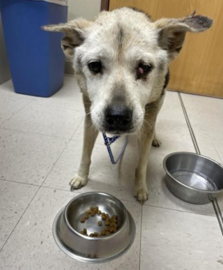 Illustration de l'article : Il sauve une chienne sénior mal en point et découvre qu'on la cherchait depuis de longues années