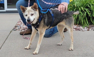 Illustration de l'article : Il sauve une chienne sénior mal en point et découvre qu'on la cherchait depuis de longues années