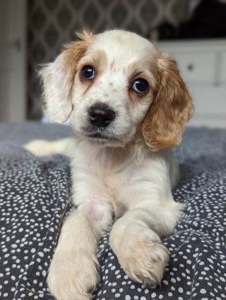 Illustration de l'article : Un chiot est découvert dans une poubelle par des bénévoles qui sont tout aussi choqués par le motif de son abandon