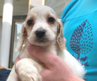 Illustration de l'article : Un chiot est découvert dans une poubelle par des bénévoles qui sont tout aussi choqués par le motif de son abandon