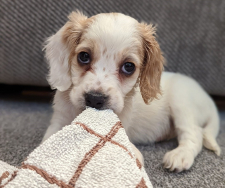 Illustration de l'article : Un chiot est découvert dans une poubelle par des bénévoles qui sont tout aussi choqués par le motif de son abandon