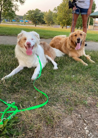 Illustration de l'article : Un chien sourd et aveugle et son meilleur ami ont un rituel touchant chaque fois qu'ils se retrouvent au parc (vidéo)