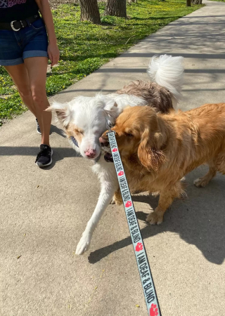Illustration de l'article : Un chien sourd et aveugle et son meilleur ami ont un rituel touchant chaque fois qu'ils se retrouvent au parc (vidéo)