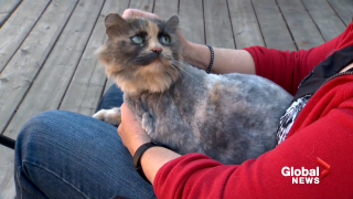 Illustration de l'article : Les retrouvailles émouvantes d’une femme et de son chat, disparu 2 ans auparavant