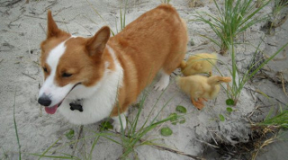 Illustration de l'article : Depuis que ces canetons ont rencontré ce Corgi, ils le considèrent comme leur père et le suivent dans ses moindres mouvements
