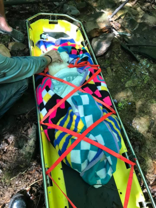 Illustration de l'article : Malgr&eacute; son grand &acirc;ge et ses probl&egrave;mes de sant&eacute;, Sampson survit miraculeusement &agrave; une chute dans un ravin