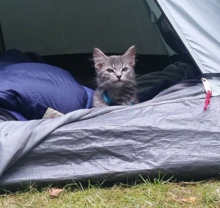 Illustration de l'article : 20 chats devenus de parfaits partenaires de camping pour leurs humains