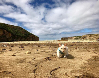 Illustration de l'article : 20 chats devenus de parfaits partenaires de camping pour leurs humains