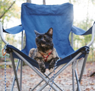 Illustration de l'article : 20 chats devenus de parfaits partenaires de camping pour leurs humains