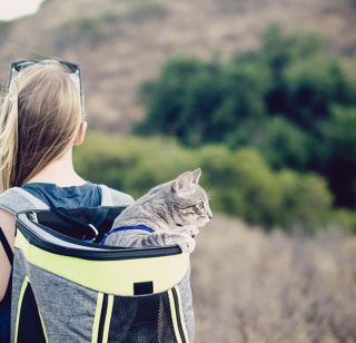 Illustration de l'article : 20 chats devenus de parfaits partenaires de camping pour leurs humains