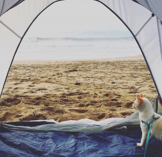 Illustration de l'article : 20 chats devenus de parfaits partenaires de camping pour leurs humains