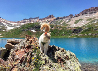 Illustration de l'article : 20 chats devenus de parfaits partenaires de camping pour leurs humains