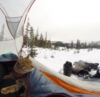 Illustration de l'article : 20 chats devenus de parfaits partenaires de camping pour leurs humains