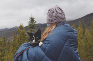 Illustration de l'article : 20 chats devenus de parfaits partenaires de camping pour leurs humains