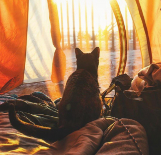 Illustration de l'article : 20 chats devenus de parfaits partenaires de camping pour leurs humains