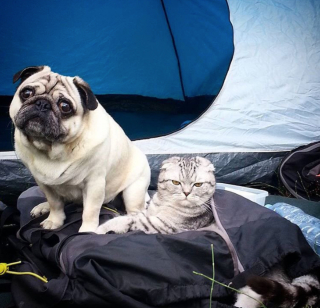 Illustration de l'article : 20 chats devenus de parfaits partenaires de camping pour leurs humains