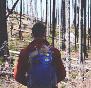 Illustration de l'article : 20 chats devenus de parfaits partenaires de camping pour leurs humains