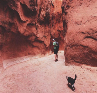 Illustration de l'article : 20 chats devenus de parfaits partenaires de camping pour leurs humains