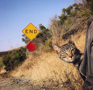 Illustration de l'article : 20 chats devenus de parfaits partenaires de camping pour leurs humains