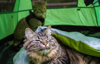 Illustration de l'article : 20 chats devenus de parfaits partenaires de camping pour leurs humains