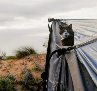 Illustration de l'article : 20 chats devenus de parfaits partenaires de camping pour leurs humains