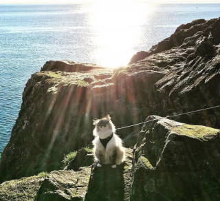 Illustration de l'article : 20 chats devenus de parfaits partenaires de camping pour leurs humains