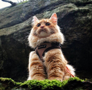 Illustration de l'article : 20 chats devenus de parfaits partenaires de camping pour leurs humains