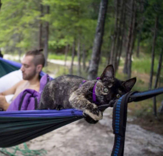 Illustration de l'article : 20 chats devenus de parfaits partenaires de camping pour leurs humains