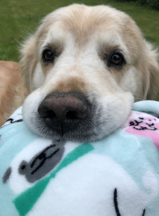 Illustration de l'article : Un chien s'étant coincé la tête dans un portail déclenche une formidable mobilisation