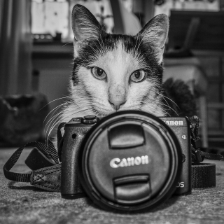 Illustration de l'article : Vous souhaitez faire de votre chat une star ? Voici comment participer à un casting !