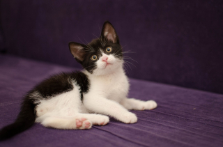 Illustration de l'article : Vous souhaitez faire de votre chat une star ? Voici comment participer à un casting ! 