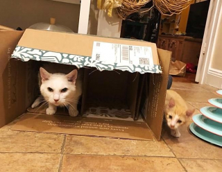 Illustration de l'article : Un chaton roux en mauvais état, avec le visage couvert de croûtes, retrouve la santé grâce à l'amour et aux soins