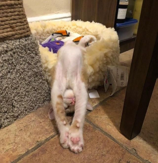 Illustration de l'article : Un chaton roux en mauvais état, avec le visage couvert de croûtes, retrouve la santé grâce à l'amour et aux soins