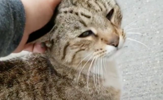 Illustration de l'article : Vidéo : Ce chat est fou de joie lorsqu’une femme qu’il a déjà rencontrée revient le chercher pour le sauver