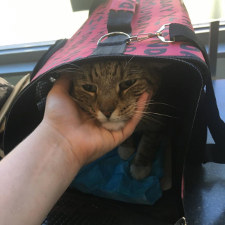 Illustration de l'article : Vidéo : Ce chat est fou de joie lorsqu’une femme qu’il a déjà rencontrée revient le chercher pour le sauver