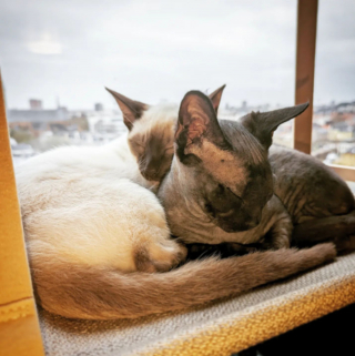 Illustration de l'article : 20 chats dont l'invitation à les câliner ne peut être refusée