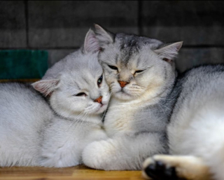 Illustration de l'article : 20 chats dont l'invitation à les câliner ne peut être refusée