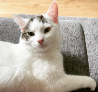 Illustration de l'article : 20 chats dont l'invitation à les câliner ne peut être refusée