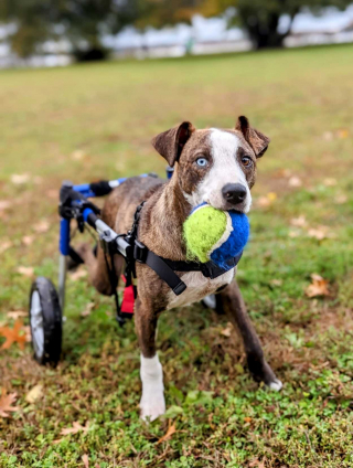 Illustration de l'article : Victime d’une arme à feu, puis d'une inondation, ce chien handicapé est un véritable battant