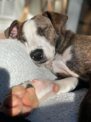 Illustration de l'article : Victime d’une arme à feu, puis d'une inondation, ce chien handicapé est un véritable battant